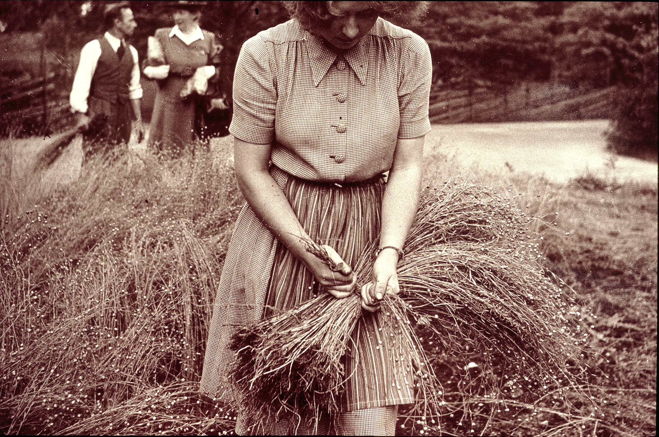 Woman harvesting flax. Klässbol&#39;s Linneväveri sustainable and organic 